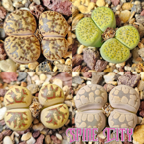 Pattern mix – 4 Lithops plants, living stones, showing variation in pattern and form