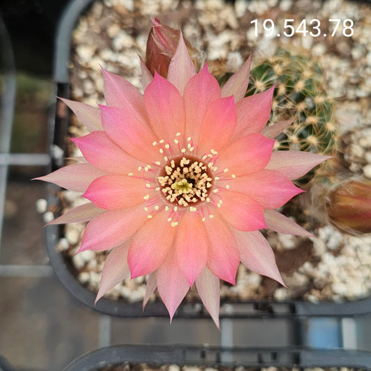 Lobivia cv. Princess Peach