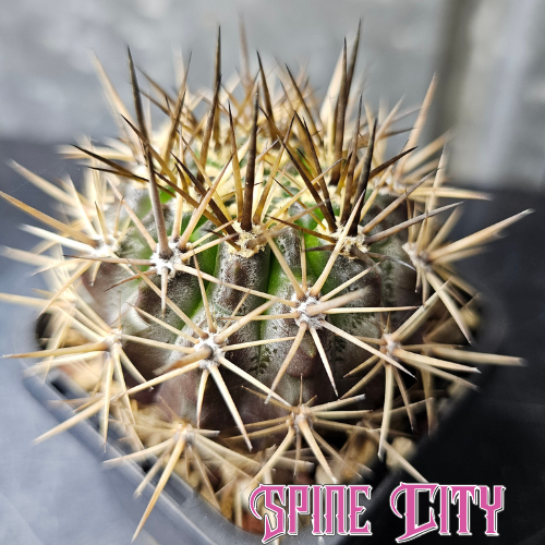 Pyrrhocactus limariensis with dark frosty body and strong spines