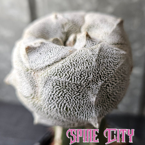 Rare Astrophytum tricostatum F1 hybrid Japan Sankaku with a rounded  body and distinctive Onzuka-like white flocking.