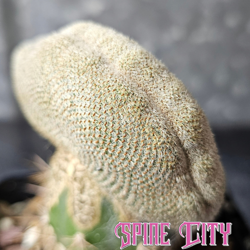 Rebutia heliosa crest with tightly packed neutral-coloured spines and unusual crested growth.