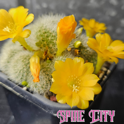 Rebutia sp. Huari-Huari cactus with silvery white spines and bright yellow flowers in tight clusters.