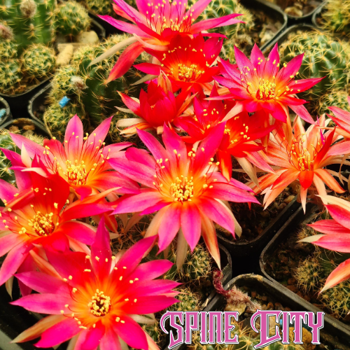 Cactus bundle - 4 plants (Bloom Bloom Pow)