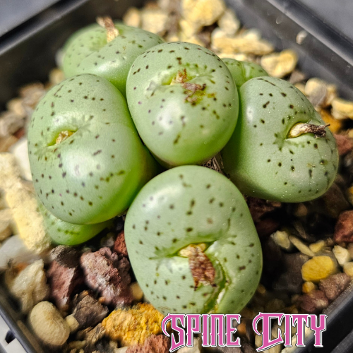 Seed-grown Conophytum obcordellum with mint green heads and dark spotted patterning.
