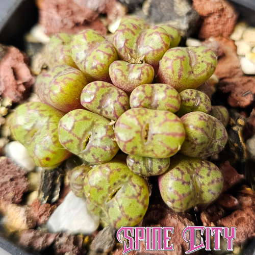 Seed-grown Conophytum obcordellum ssp. rolfii RR1003 showing miniature heads with detailed dark patterning.