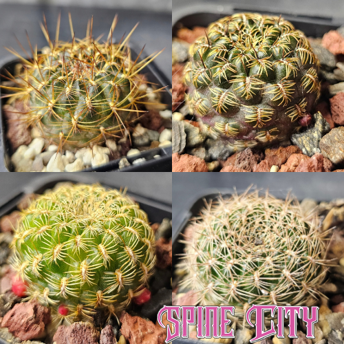 Sublime Sulco cactus bundle featuring four Sulcorebutia with distinctive forms, compact growth and characteristic clustering habits.