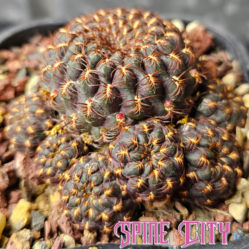Sulcorebutia albiareolata MN622 with a rich purple body, compressed rustic red spines and tight clumping form.