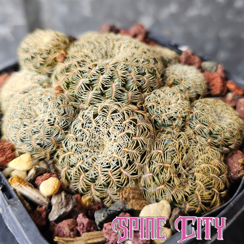 Sulcorebutia caniguerali mature specimen with multiple clustered heads and flattened spider-like spines.