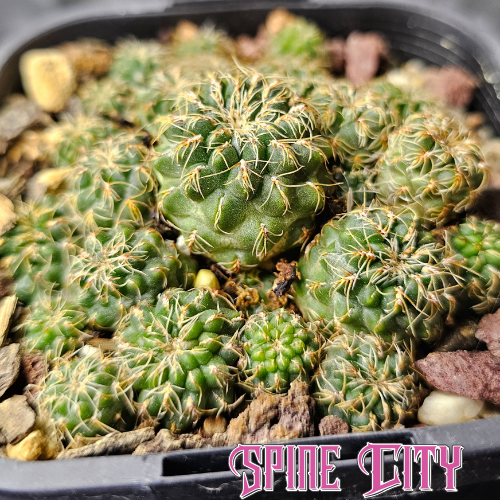 Sulcorebutia caniguerali v. applanata forming a dense cluster of small deep green heads with fine spider-like spines.