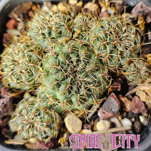 Sulcorebutia caniguerali v. applanata with small deep green heads, tiny spider-like spines and a dense clustered form.