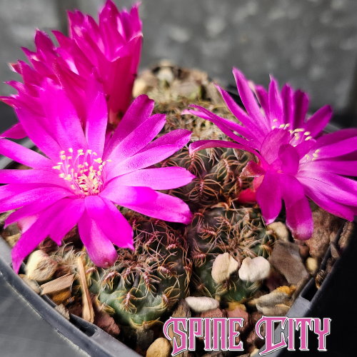 Sulcorebutia canigueralii v. applanata cactus with dense body, spider-like spines, and bright magenta-pink flowers.