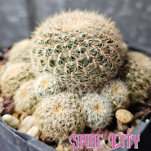 Sulcorebutia langeri with a low compact body covered in bristly creamy white spines.