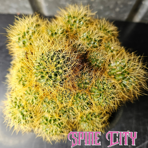 Large mature Sulcorebutia sp. with multiple deep green heads covered in dense vibrant yellow spines.