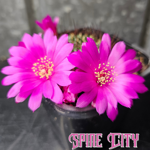 Sulcorebutia totorensis cactus with shiny green body, dark spines, and bright pink flowers.