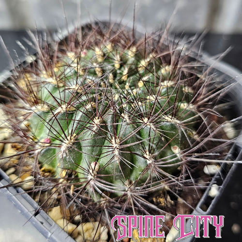 Sulcorebutia totorensis with a squat emerald green body and heavy dark spines.