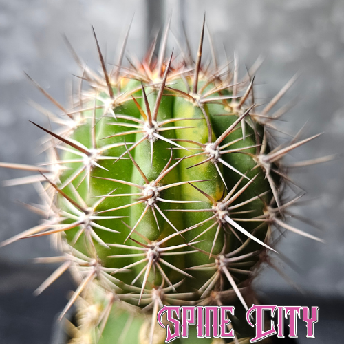 T. chilensis ‘Wavy Ribs’ × Echinopsis hybrid ‘PS084’ cactus with stout body, heavy spines, and variegated colour.