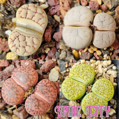 Textured contrast – 4 Lithops plants, living stones, showing variation in pattern and form