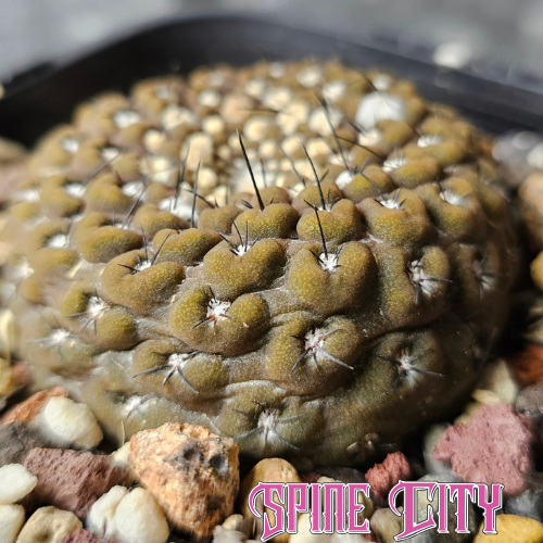 Thelocephala esmeraldana WM257 with flattened chocolate-brown body, olive green tones, textured skin and tiny spines.