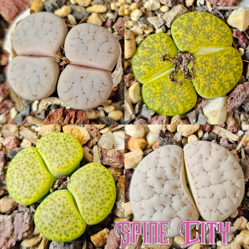 Tonal range – 4 Lithops plants, living stones, showing variation in pattern and form