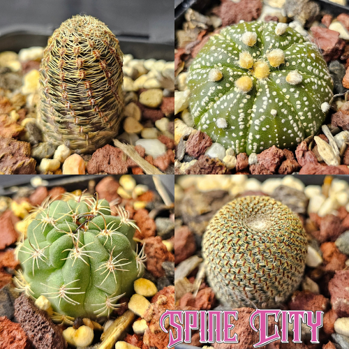 Wild Card cactus bundle featuring four contrasting cacti with varied forms, textures and spination, including bristled and spineless varieties.