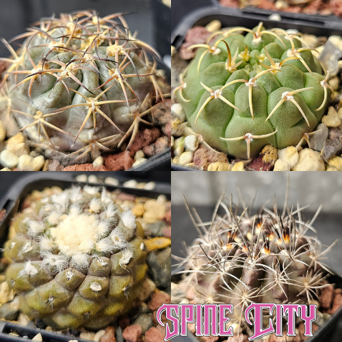 Cactus bundle featuring Acanthocalycium thionanthum v. glaucum, Gymnocalycium vatteri, Copiapoa hypogaea, and Neochilenia occulta hybrid — slow-growing, character species.