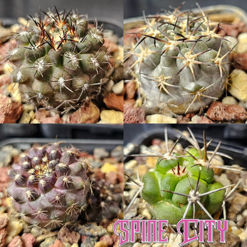 Bundle of four cacti including Copiapoa Ojo de Agua, Copiapoa montana hybrid, Acanthocalycium thionanthum v. glaucum, and Neoporteria reichii hybrid — form and prestige mix.