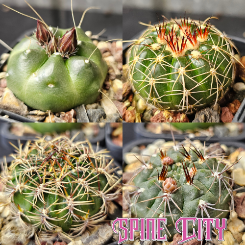 Cactus bundle featuring Gymnocalycium carolinense, Echinocereus knippelianus, Notocactus uebelmannianus, and Lobivia oligotricha - mixed genus collection.