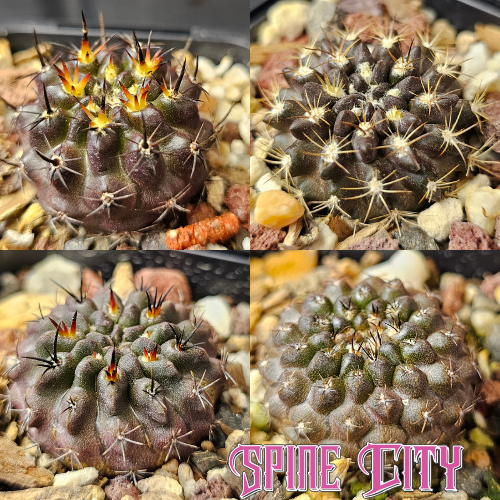 Cactus bundle featuring Eriosyce and Neochilenia hybrids with dark bodies and compact forms — a moody, high-contrast hybrid mix.