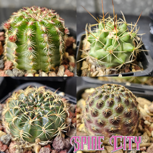 Cactus bundle featuring Thelocactus rinconensis, Rebutia pygmaea MN229, Lobivia tiegeliana MN520, and Echinocereus viridiflorus MN566 grown from field seed.