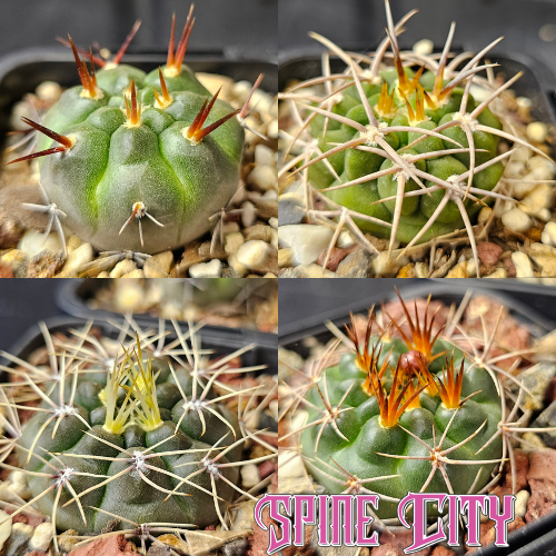 Gymnocalycium cactus bundle with gibbosum, castellanosii ferocius, and neuhuberi forms  select plants with sharp, radiant spines.