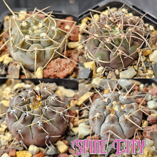 Cactus bundle featuring Gymnocalycium striglianum, borthii ssp. nogolense, and ferrarii — rugged, frosty forms that develop strong character with age.