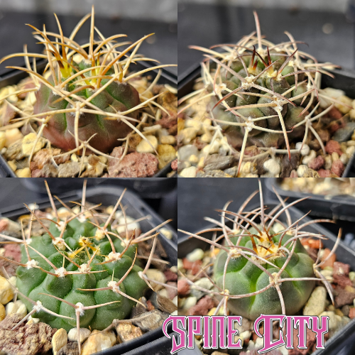 Cactus bundle featuring Gymnocalycium vatteri CS431.1_196, schickendantzii (P17), ambatoense (P22), and castellanosii GK591/90 select premium forms.
