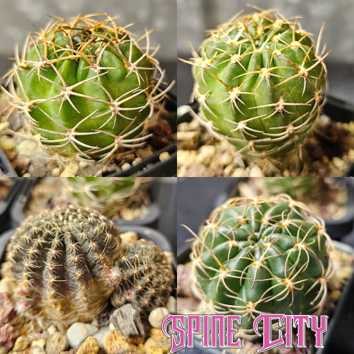 Cactus bundle featuring Lobivia backebergii R456 hybrid, pentlandii, hybrid, and rebutioides v. krausiana — species and hybrid flowering mix.
