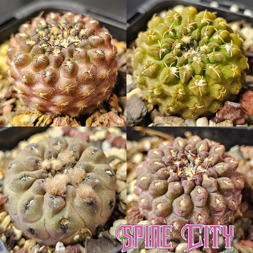 Cactus bundle featuring Chileorebutia aerocarpa, napina, and Eriosyce hybrids — compact miniature forms with strong visual impact.