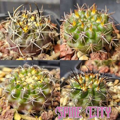 Cactus bundle featuring Horridocactus tuberisulcatus, Neoporteria clavata, and Pyrrhocactus species — fierce spines and weathered desert forms.