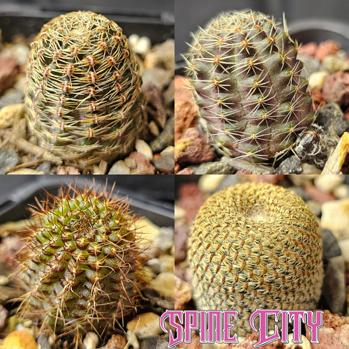 Cactus bundle featuring Rebutia heliosa, Frailea angelesii, and Rebutia pygmaea forms — compact thimble-shaped cacti with tight growth.