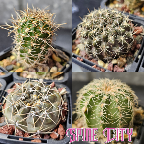 Cactus bundle featuring Lobivia pentlandii, Echinocereus weinbergii, Gymnocalycium schroederianum hybrid, and Neochilenia occulta hybrid — colourful variety mix.