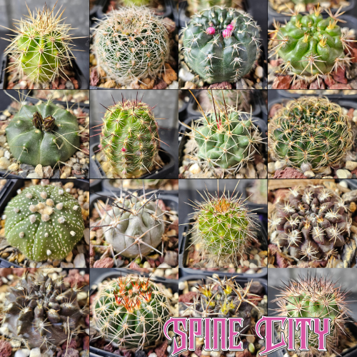 Cactus MEGA bundle featuring 16 assorted species and hybrids including Gymnocalycium, Echinocereus, Astrophytum, and more — exact plants pictured.