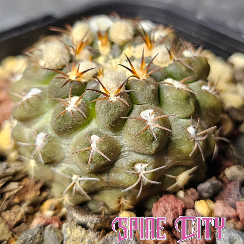 Small Chileorebutia carneoflora cactus with olive-green body, bright new spines, and vivid flowers. Mature desert miniature.