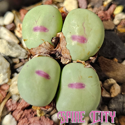 Conophytum pageae – lip succulent with red fissure, seed grown plant, Spine City Australia