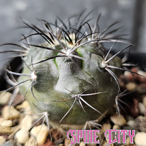 Copiapoa corralensis cactus with dark body and black spines, slow grown for over six years. Rare final specimen from Spine City.