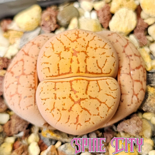 Dinterops hybrid between Lithops and Dinteranthus showing variable patterns and markings, example image for size reference.