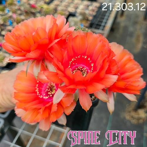 Lobivia cv. Embers