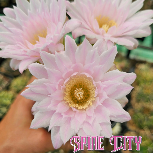 Large Gymnocalycium orientale ssp. vikulovii with a deep emerald green body, thick honey-coloured spines and magnificent flowers.