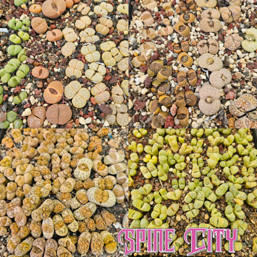 Mixed selection of Lithops in nursery trays, showing assorted colours, patterns and forms, available unpotted in the final Spine City Lithops release.