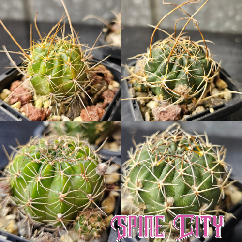 Bundle of four Lobivia hybrids including boliviensis, pampana R446, and chilensis forms, compact flowering cacti from Australia’s leading Lobivia producer.
