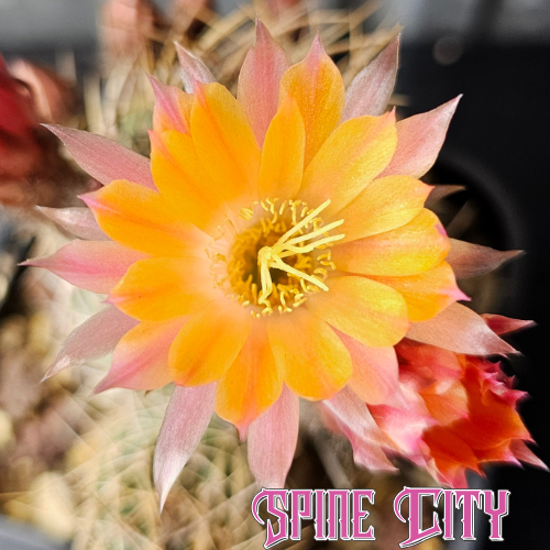Lobivia pampana R446 with strong spines and multi-coloured flowers, a large statement cactus from Australia’s leading Lobivia producer.