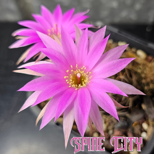 Lobivia wrightiana with short olive-green body, strong spines, and vivid pink flowers from Australia’s leading Lobivia producer.