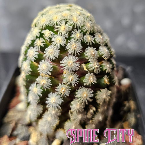 Mammillaria theresae cactus with feather-like spines and bright pink flowers, own roots specimen with established roots