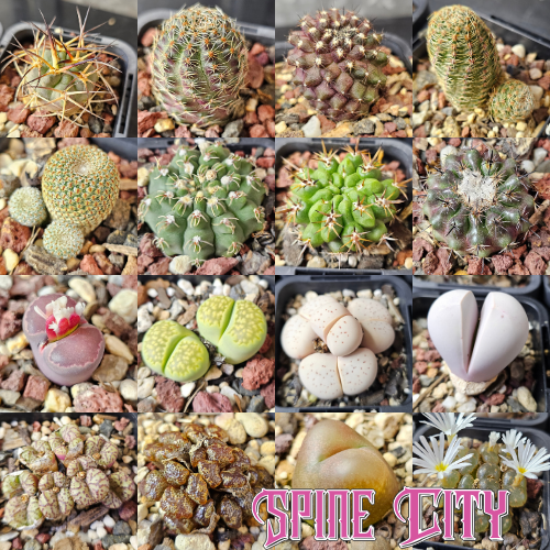 cactus and succulent bundle 16 plants mixed collection conophytum cactus succulents
